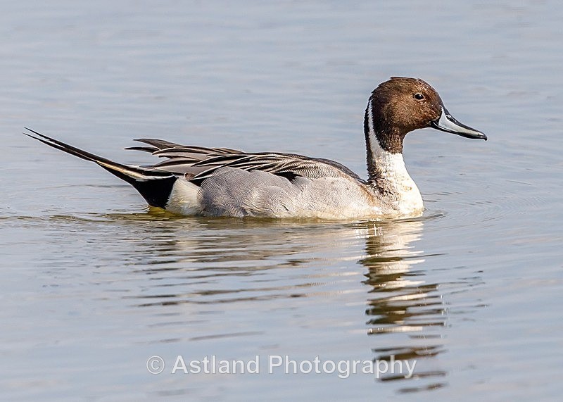 Astland Photography, Bird and Wildlife Images, Susan and Peter Wilson, U.K.