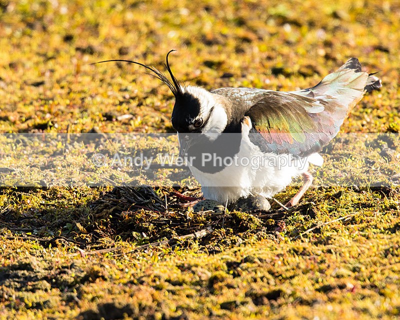 20150503-8E0A9087 - Lapwing