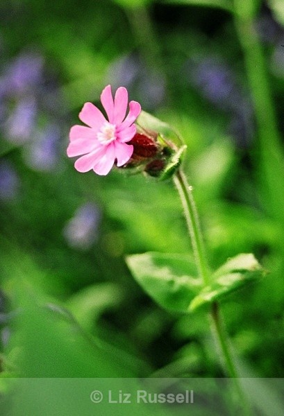 Pink Campion - Flora