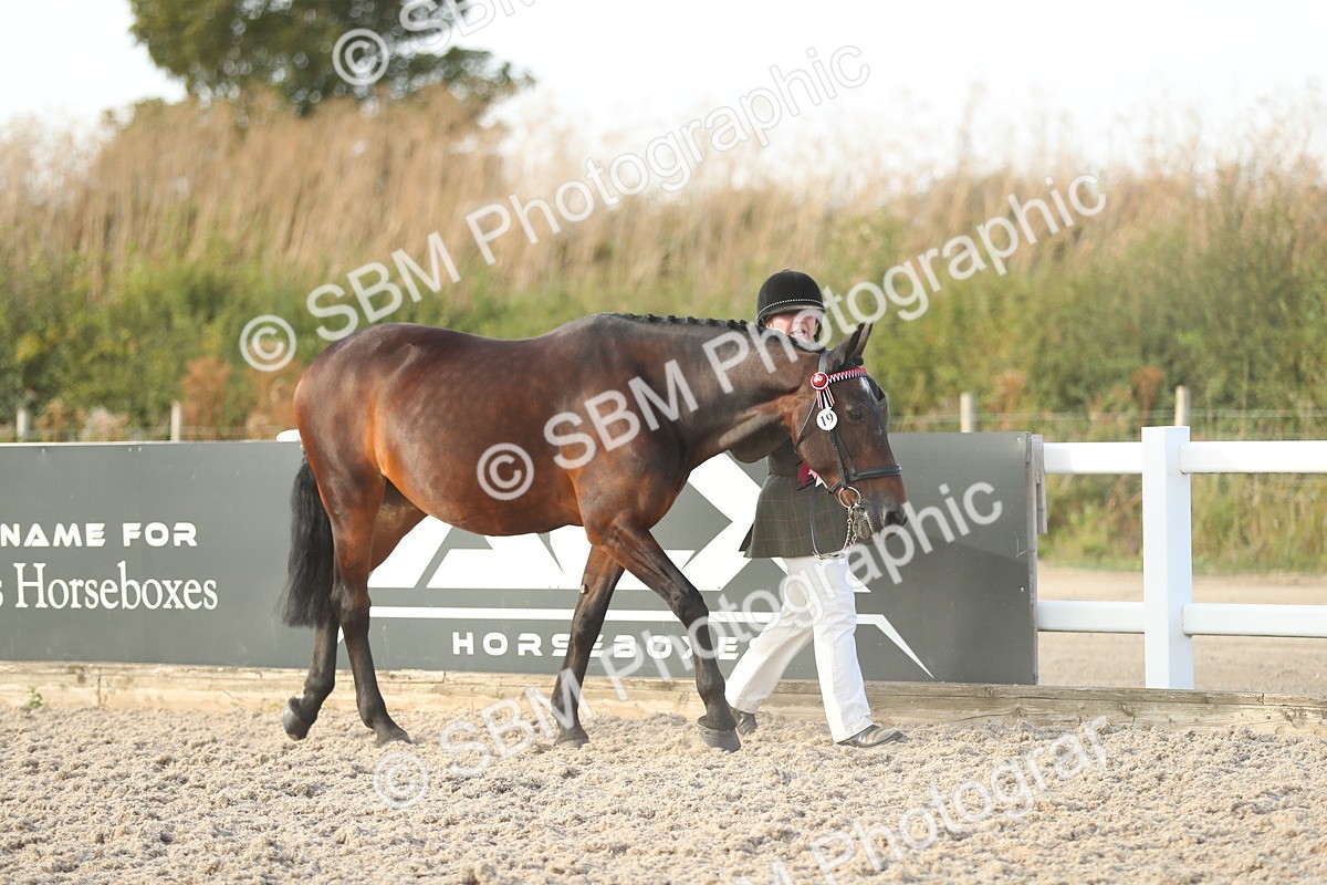 SBM_08729 - Class 28 - IH Veteran Horse