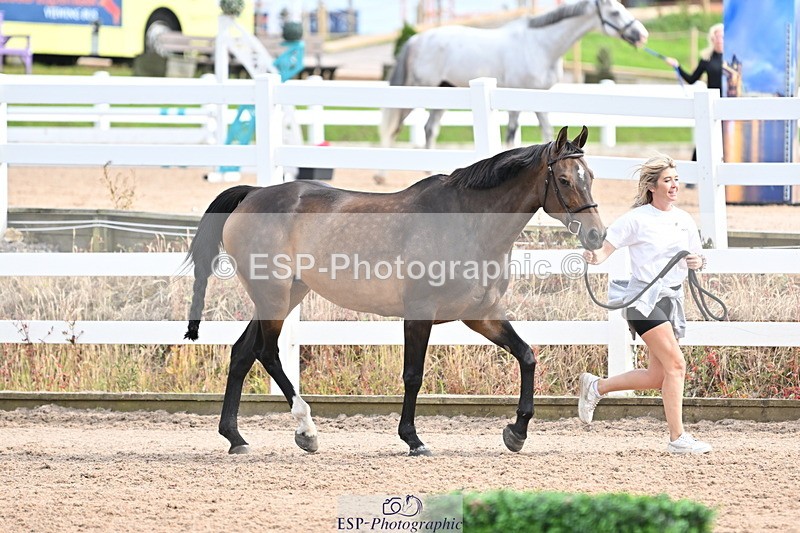 240717A-163838-03465 - Trot Up 4pm to 5pm