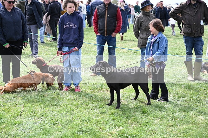 WJ6_8723 - Class 8 Best Working / Gun Dog or Bitch