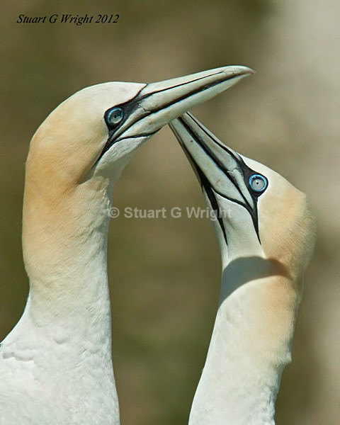 126 - Sea Birds