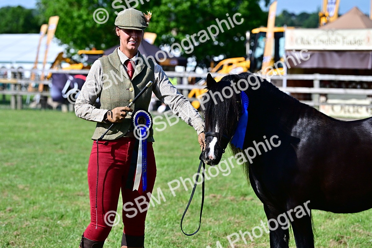 SBM_09491 - Class 63-65 - Traditional Gypsy Cobs In Hand & Ridden