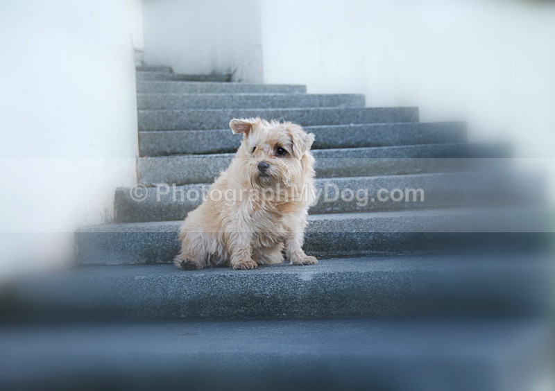  - Norfolk Terriers