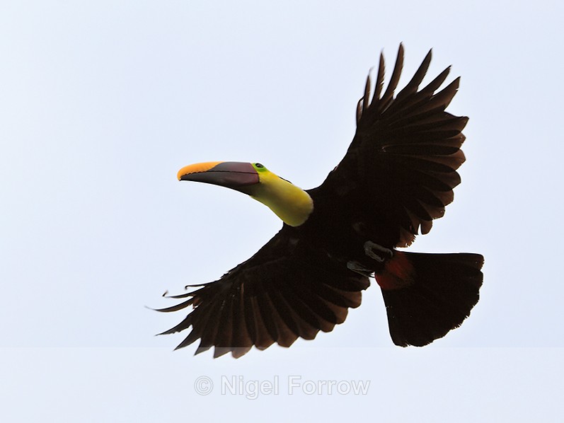 Yellow-throated Toucan in flight on the Osa Peninsula, Costa Rica - Yellow-throated Toucan