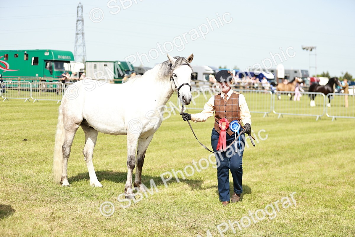 SBM_01720 - Class 14-23 - Mountain & Moorland In Hand Non Welsh