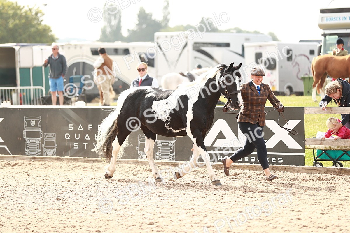 SBM_11809 - Class 206 IH Non Show Type Pony