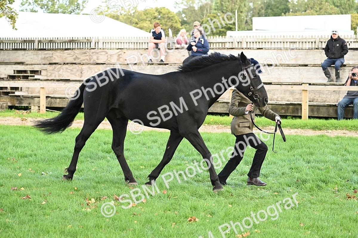 SBM_25003 - S5 - Novice & Newcomer In hand