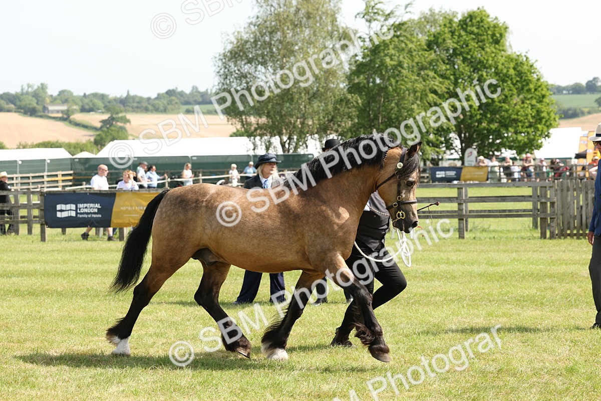 SBM_02300 - Class 6-13 - Mountatin and Moorland In Hand Welsh Breeds