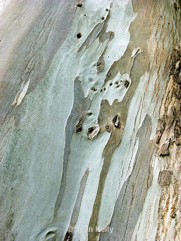 Tree - P1120960 - Trees