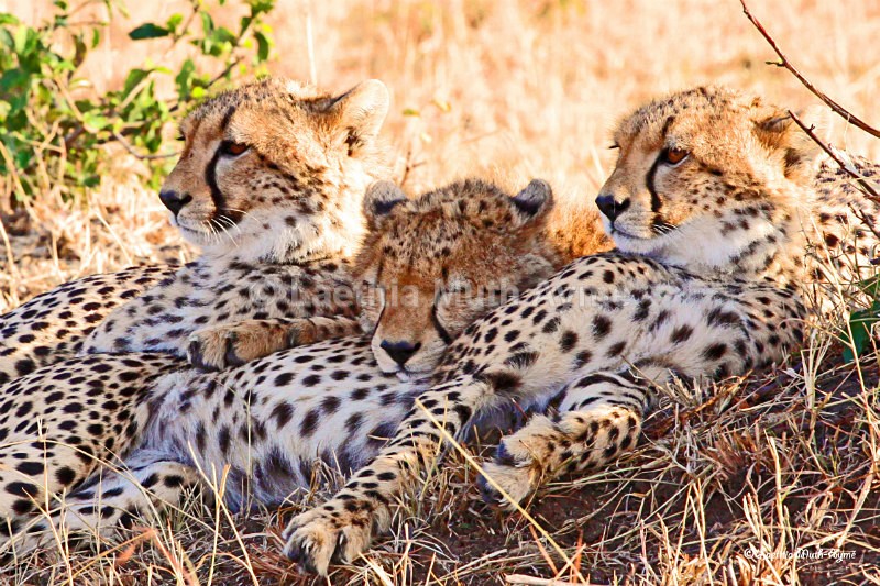 IMG_1316 Maasai Mara - Leos & Cheetahs