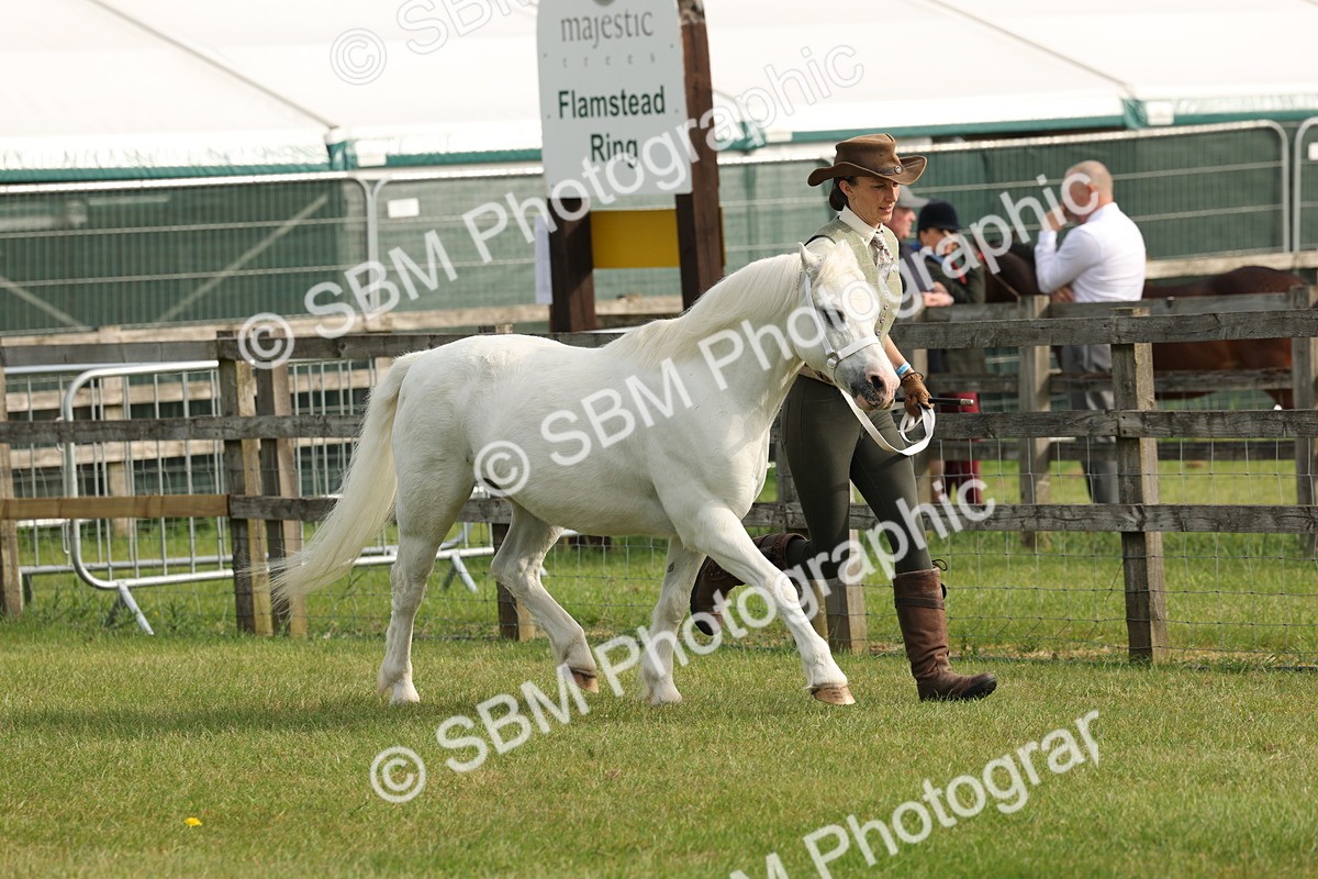 SBM_00504 - Class 6-13 - Mountatin and Moorland In Hand Welsh Breeds