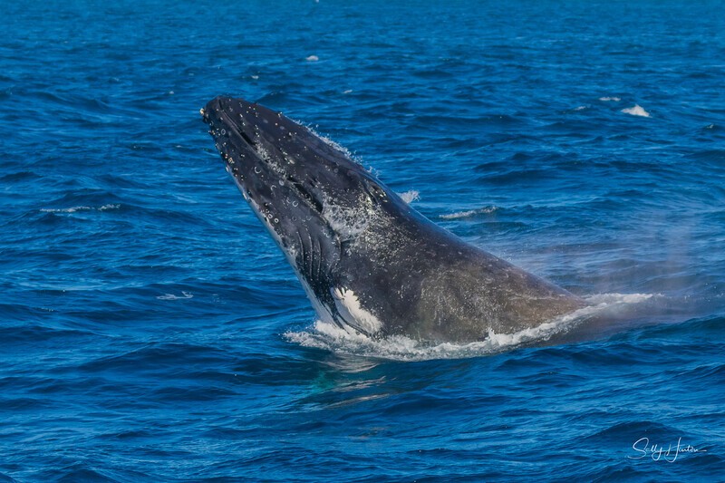 Humpback Calf head-lunge 2. 0A3A4090 - 2025 Whales