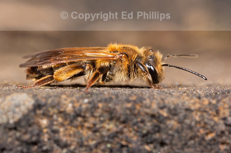 Andrena bucephala (f)