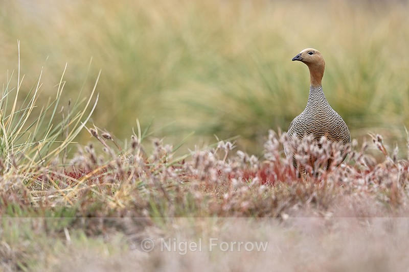 Ruddy-headed Goose in pink foliage, Carcass Island, Falklands - Ruddy-headed Goose