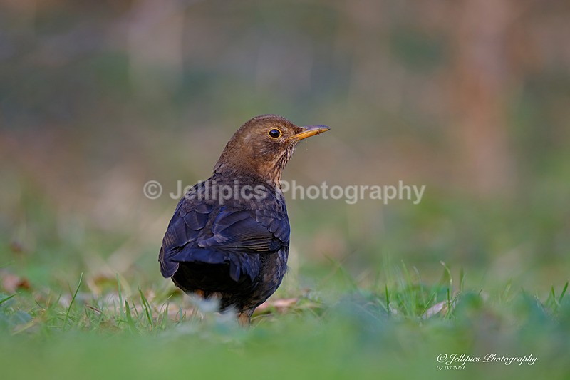  - Wildlife and Nature