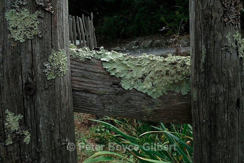 Lichen - Flora & Fauna