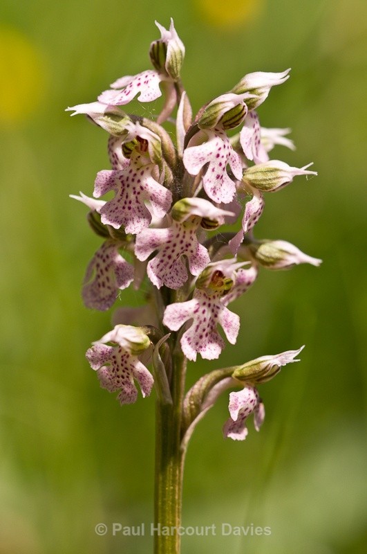  - Orchids - Crete