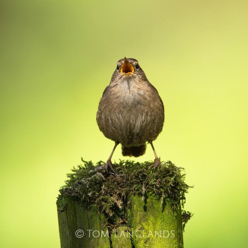 Wren - All Other Birds