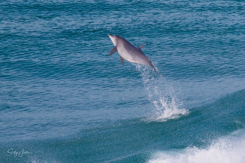 Feeling Good - Dolphins