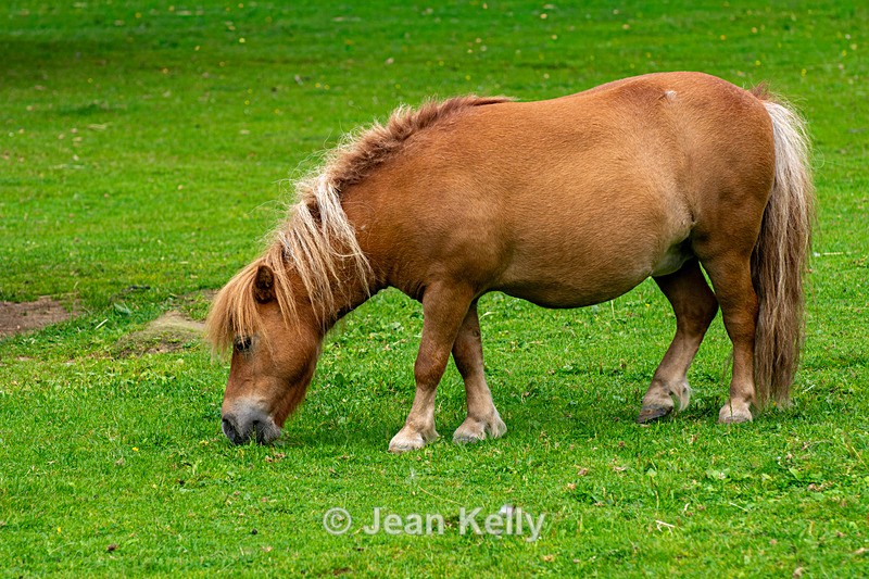 Shetland Pony - DSC_9488 - Equine