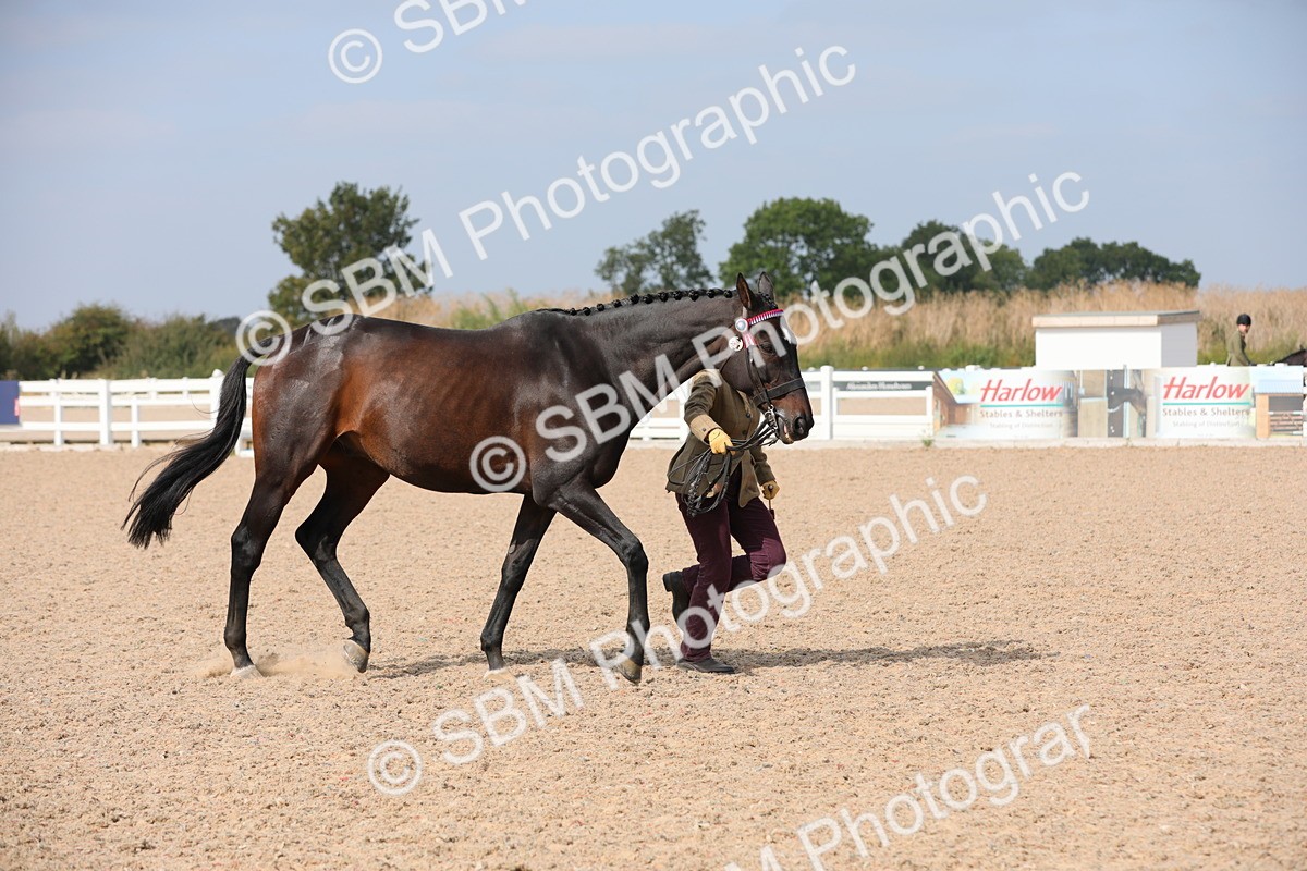 SBM_15948 - Class 313 IH Retired Racehorse
