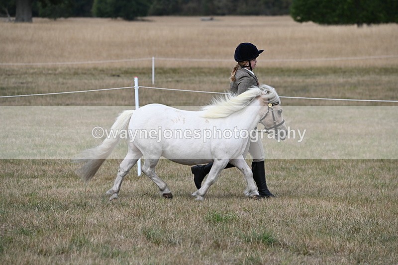 WJ6_6380 - Class 19 In-hand Veterans (Uploaded correct folder)