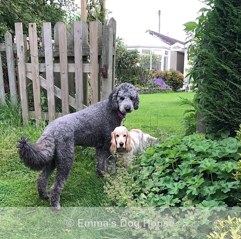  - Dogs