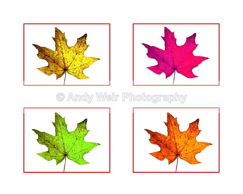 20141103 Autumnal Leaves 2 - Miscellaneous Photographs