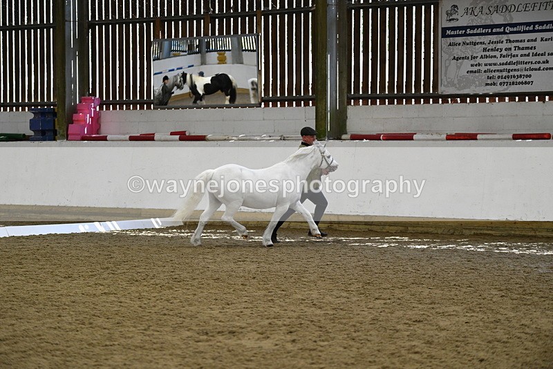 WJ5_5352 - Class 4 In hand M&M - small breeds