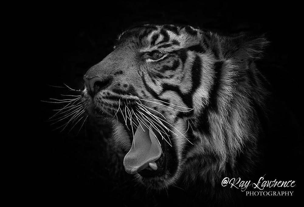 Tiger Yawn - Monochrome Zoo