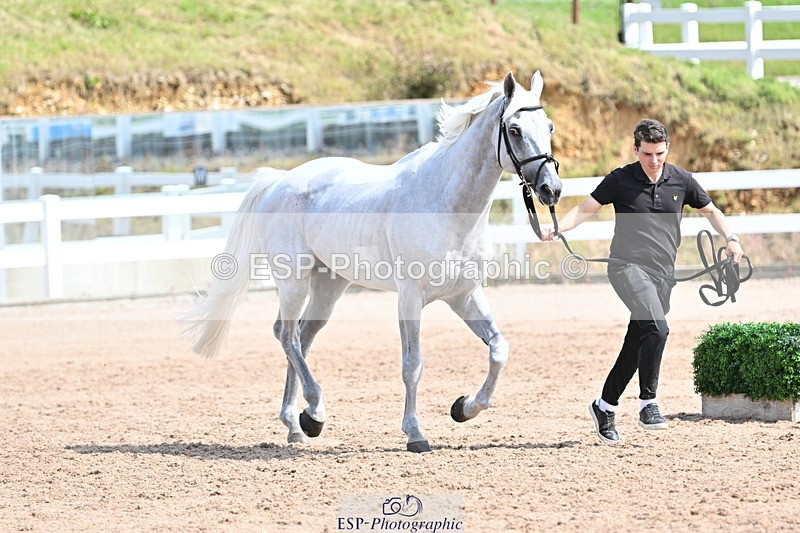 240717A-153955-02957 - Trot Up 3pm to 4pm