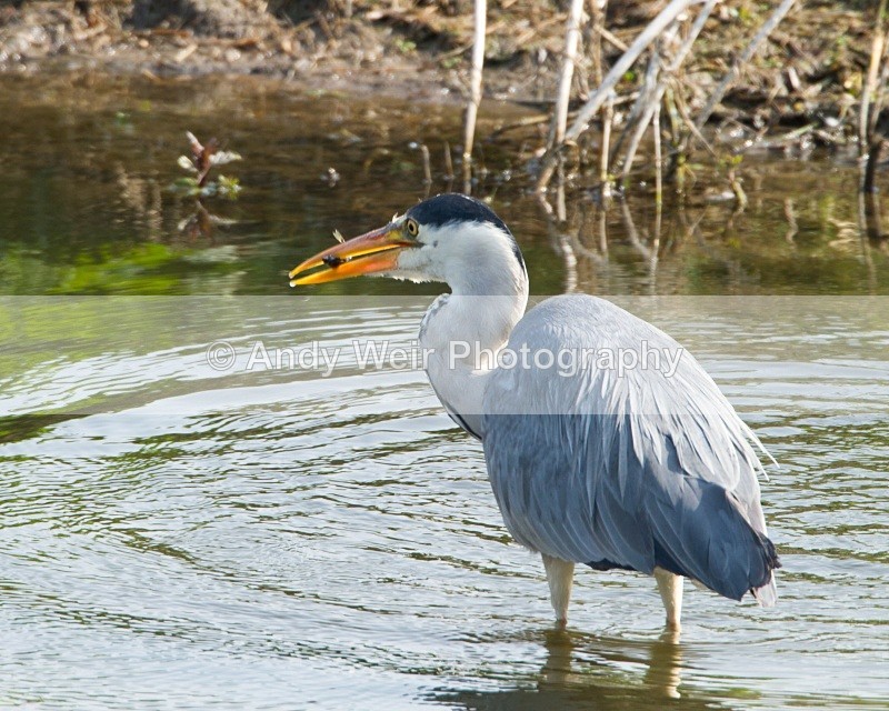 20110422-IMG_4564 - Grey Heron