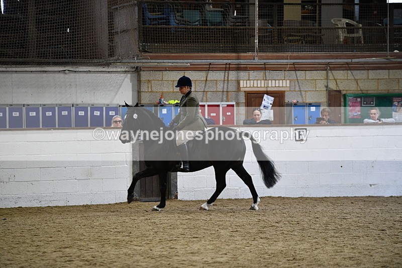 WJ5_7825 - Class 13 Ridden Part Breed
