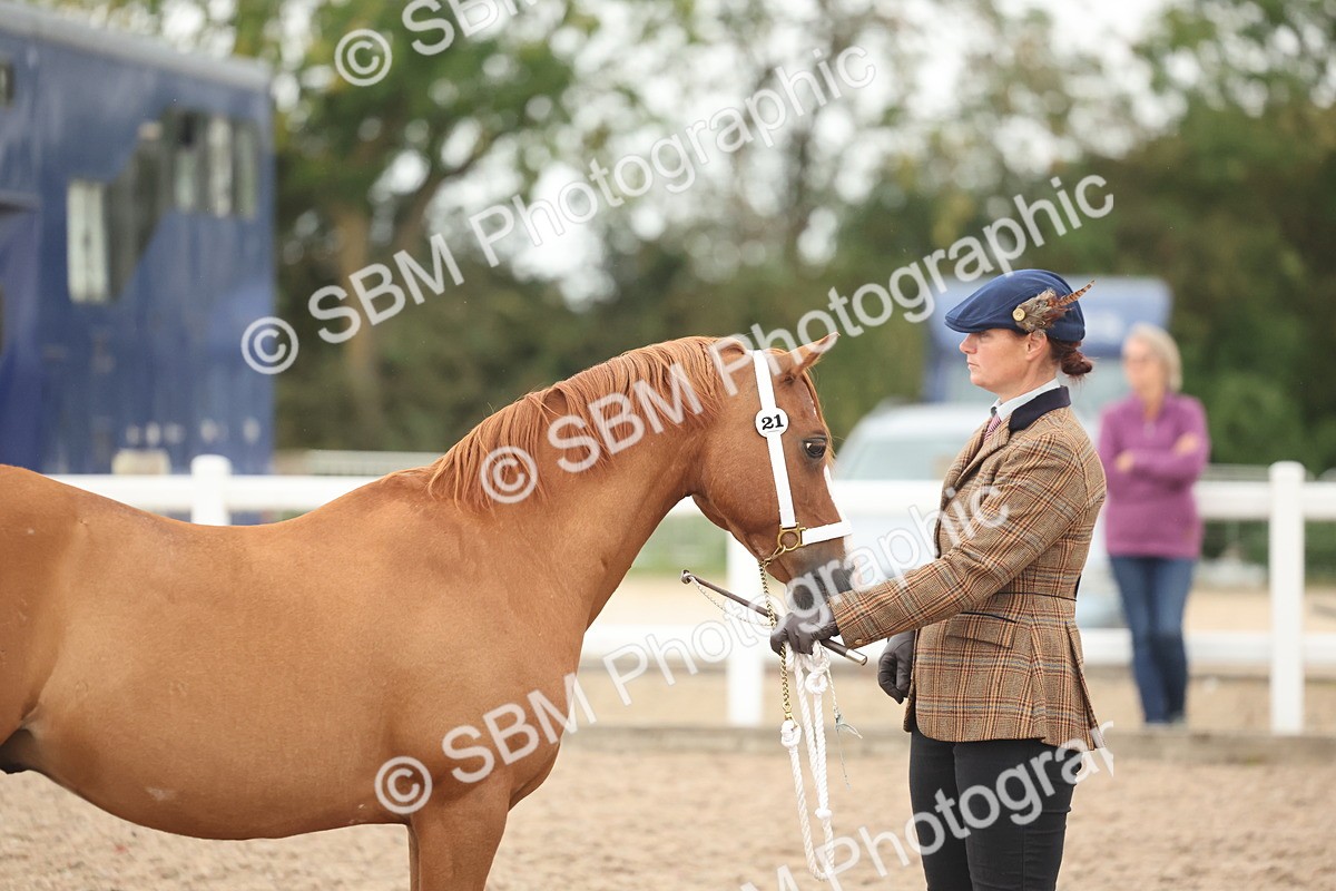 SBM_19407 - Class 317 - IH Pure Bred Horse-Pony