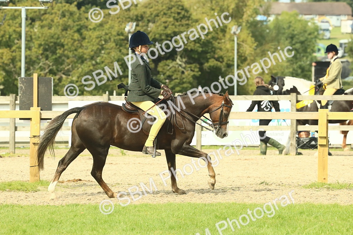 SBM_69035 - S58 - Mini Show Cob Ridden