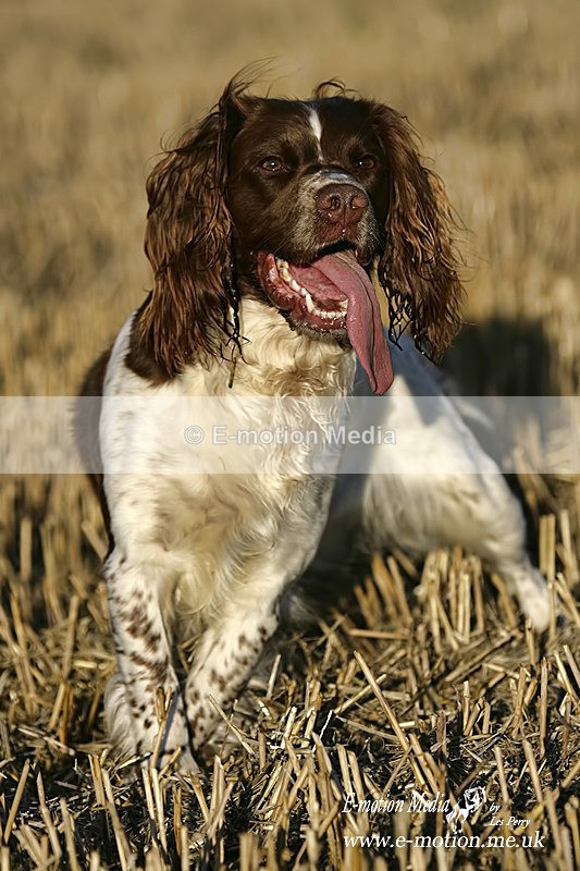 Springer Spaniel 240806 124b - Dogs