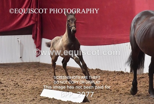 BPP_2077 - AFTERNOON 12.30 - 3.30PM