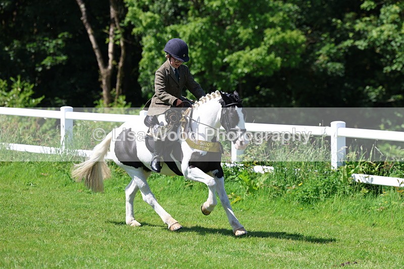 3E7A6852 - Working Hunter Pony Championship
