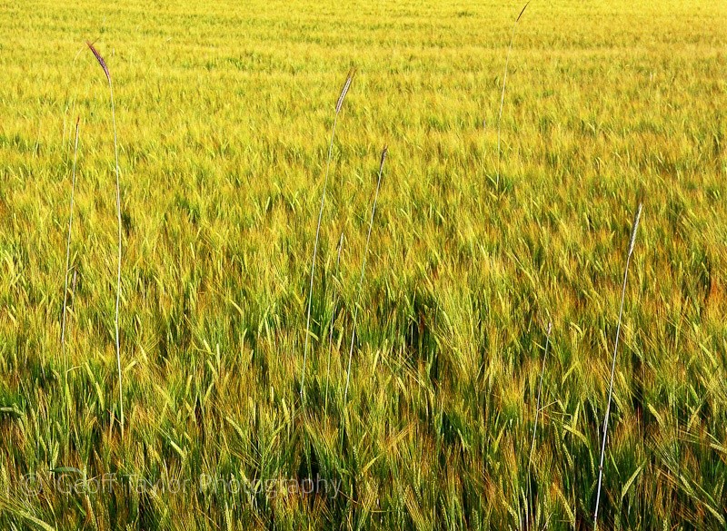 New barley II - A Rural Landscape
