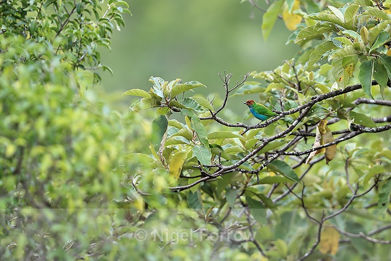 Bay-headed Tanger, Boquete, Panama - Bay-headed Tanager