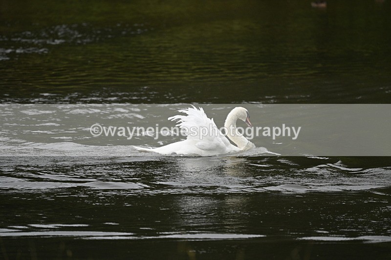 WJ7_7494 - Time at Water 10:28 to 11:05