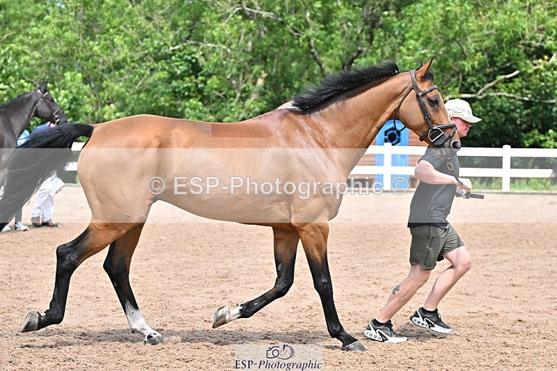 240718A-105303-01503 - Trot Up 12pm to 1pm