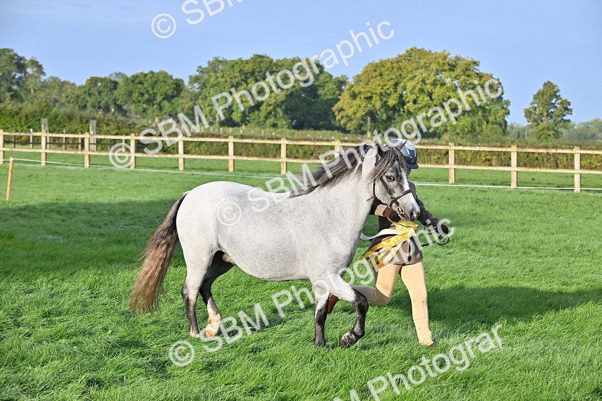 SBM_54654 - S44 - Youngstock In Hand