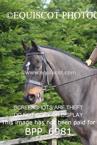 BPP_6981 - RING 1  (RIDDEN HORSES / IN HAND / VETERAN ETC)