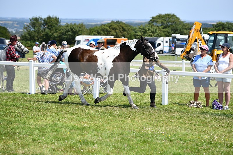 DSC_7910 - Coloured Horse In Hand Championship