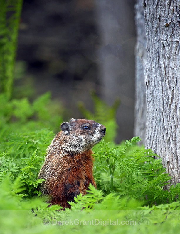 Groundhog Days - Mammals, Reptiles & Amphibians