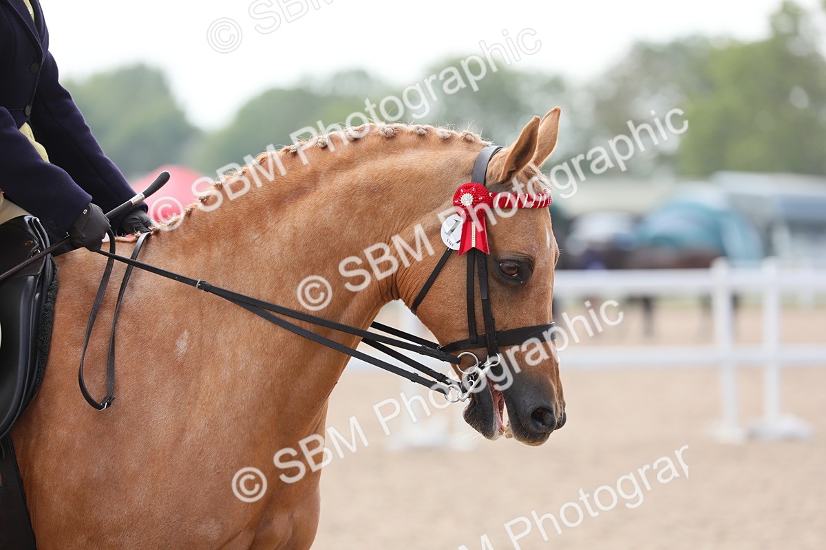 SBM_15616 - Class 311 Ridden Show Pony/ Show Hunter Pony