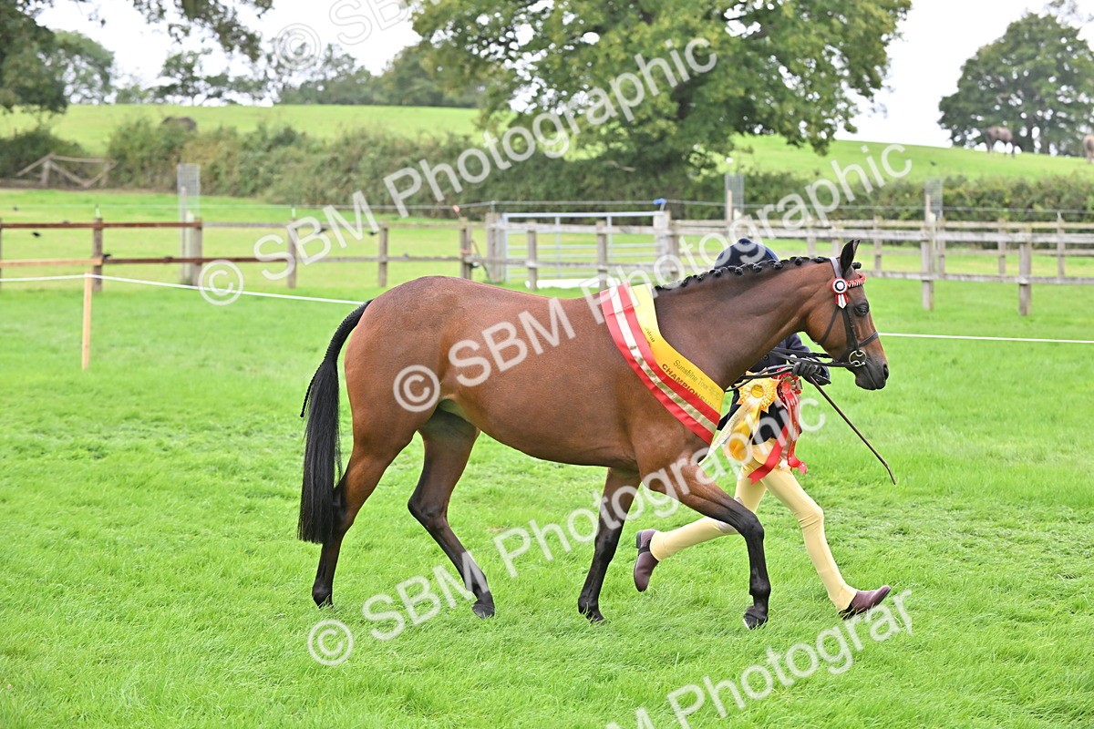 SBM_65066 - In Hand Pony & Younstock Supreme Championship